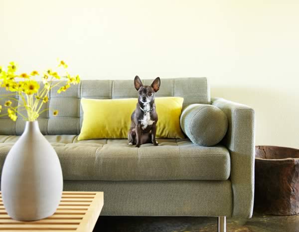 dog-on-sofa2