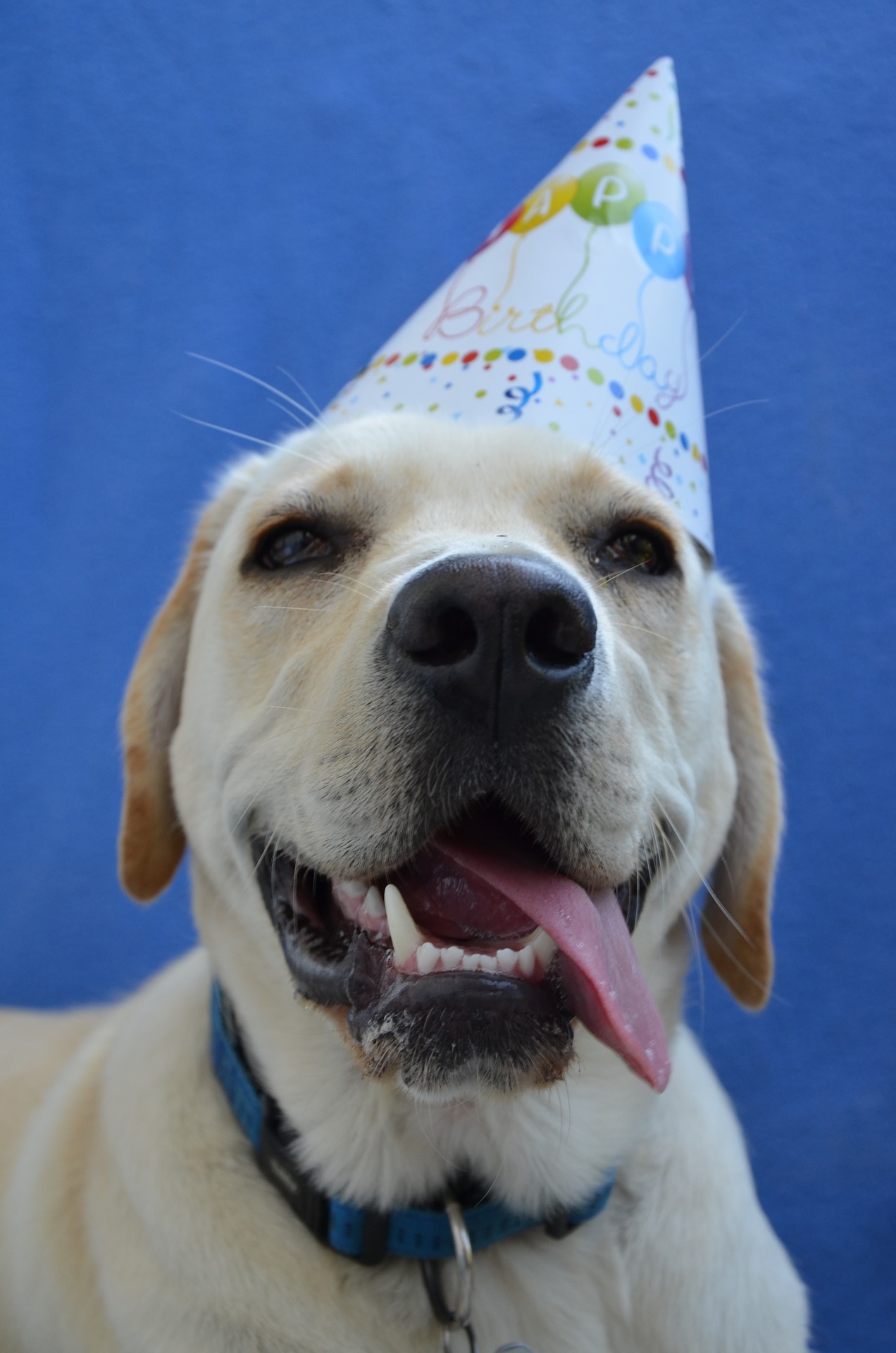 Doggy Cake for Your Best Friend Mindahome