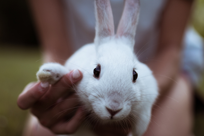 Pet Rabbit