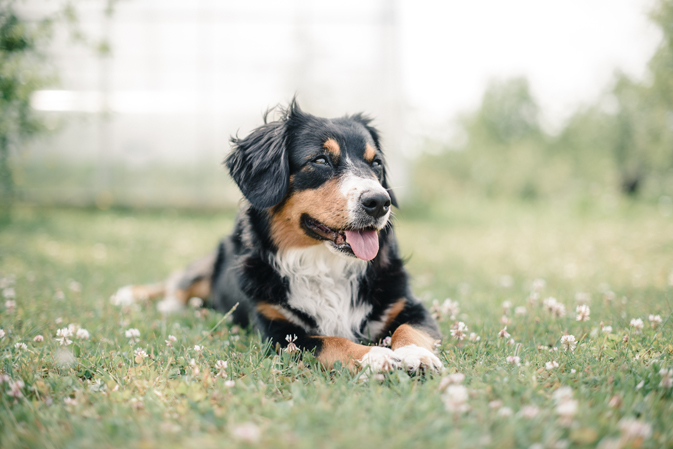 dog enjoying the sun