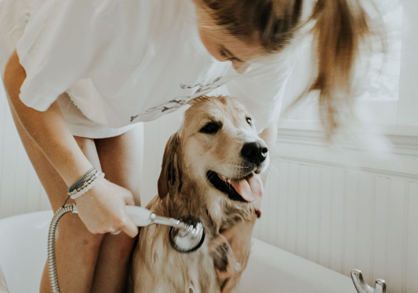 How to wash a dog