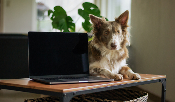 Dog with Laptop