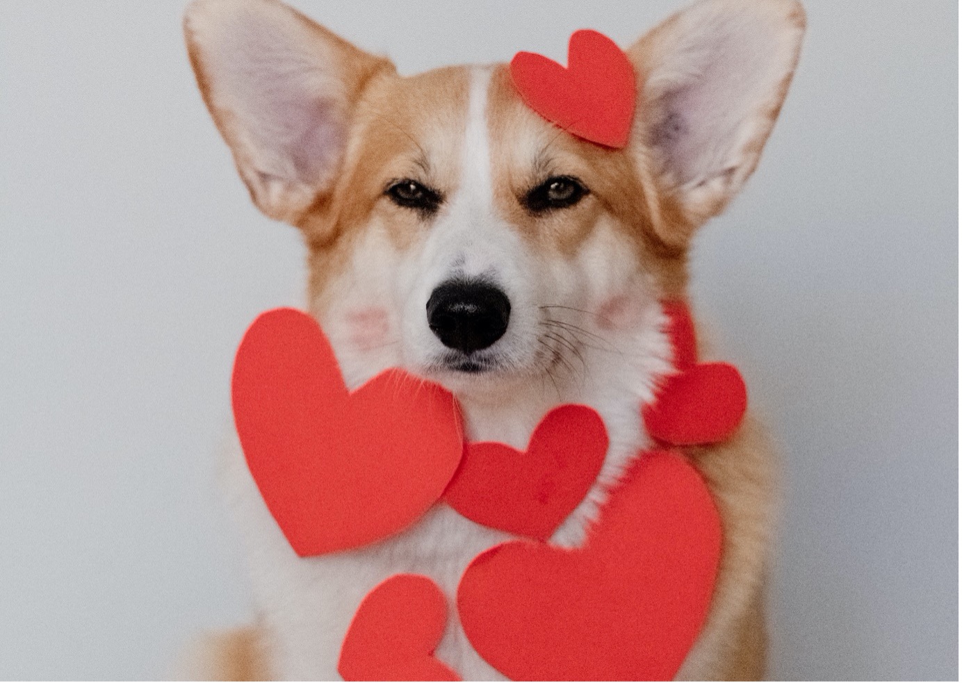 Valentine's day sale for dog lovers