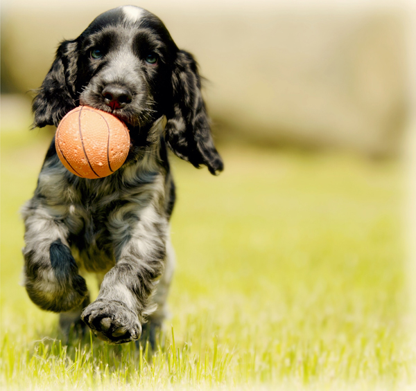 Dog with ball