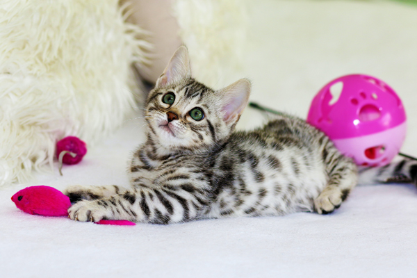 cute kitten playing