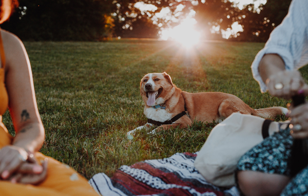 Dog, Park