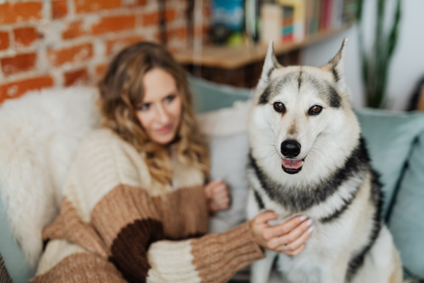 Malamute