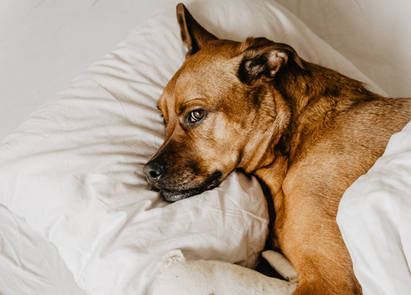 pets sleeping