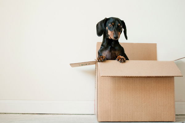 Moving house with pets