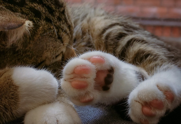 Caring for pet paws