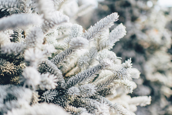 Australian White Christmas