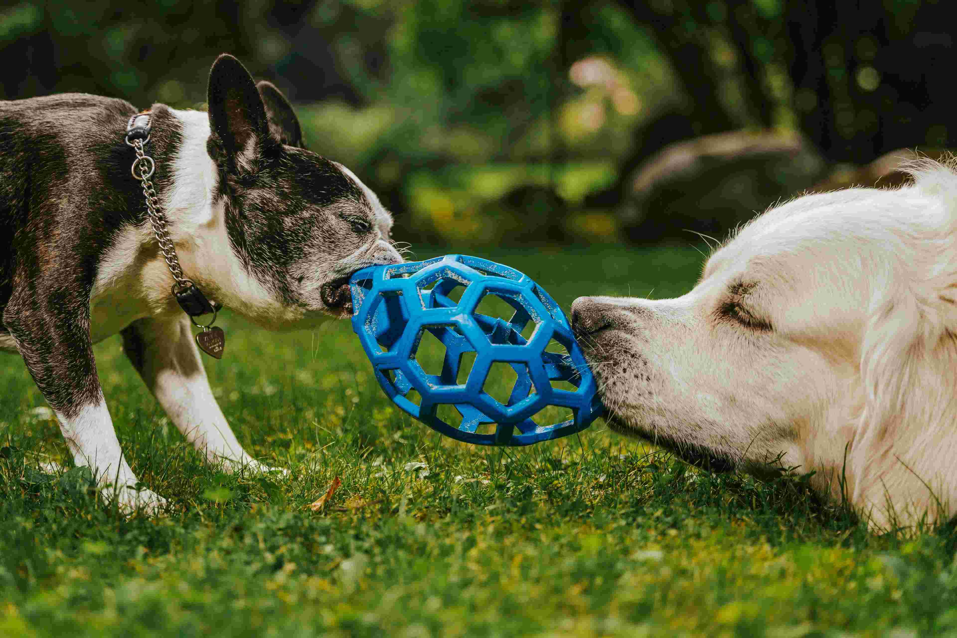 Sensory activities pets