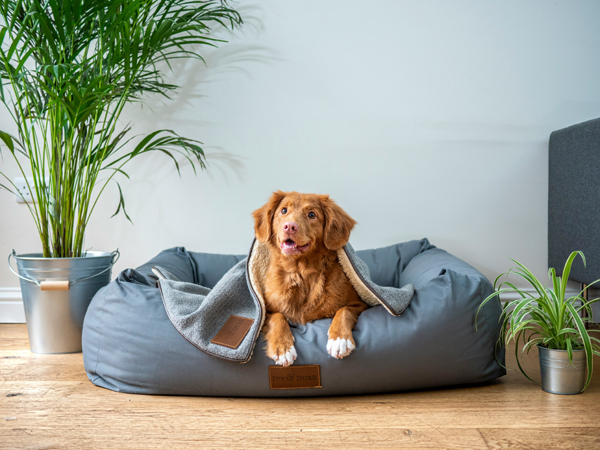 Dog in bed