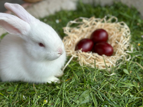 pets and easter