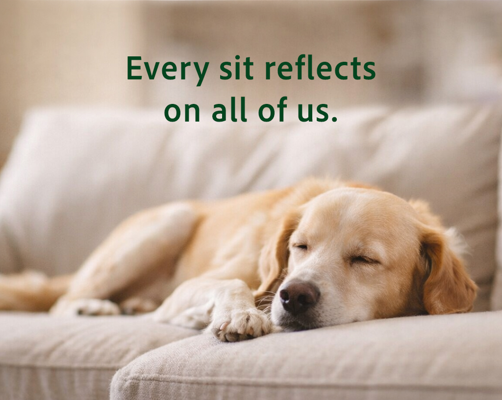 Dog sleeping and very relaxed. Pet Sitter.