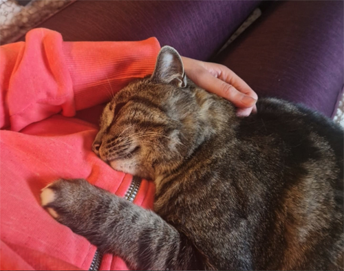 Hayley Pet Sitter relaxing with a sleeping cat.