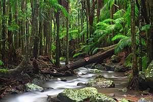 Mount Tamborine National Park Queensland