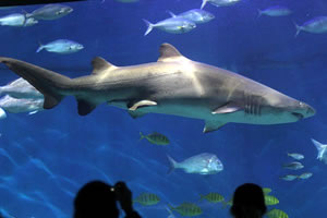 Melbourne Aquarium