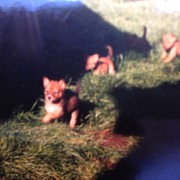 House Sitter - Mindful minder interstate 