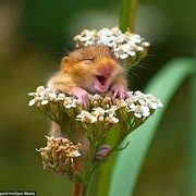 House Sitter - Honest, reliable & easy going