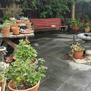 House Sitter - Mature single lady staffy lover