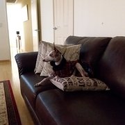 House Sitter - Ozsittersperfect