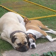 House Sitter - hsitters