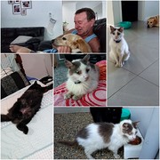 House Sitter - InSafeHands