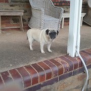 House Sitter - Youngies