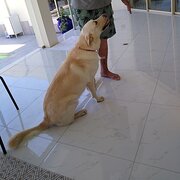 House Sitter - The Fur Papa and Mamma 