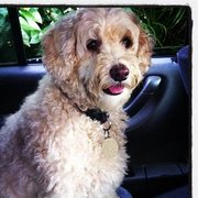 House Sitter - Responsible and Caring