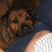 House Sitter - Donna - Properties Pets & Plants