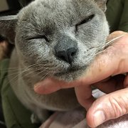 House Sitter - Experienced house and pet carer