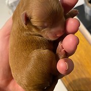 House Sitter - Alan and Linda- retired animal lovers 