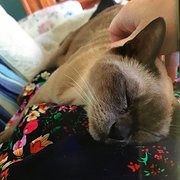 House Sitter - A pet loving Retiree