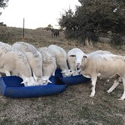 House Sitter - Animal Lover of Magnitude