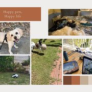House Sitter - “Happy pets = happy holidays"