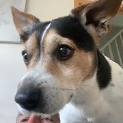 House Sitter - Semi retired couple travelling Australia