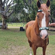 House Sitter - KAYLENE CLEAN, HOMEOWNER & GRANDMOTHER