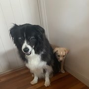 House Sitter - Peace of Mind Pet Sitting