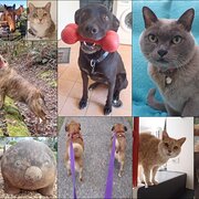 House Sitter - a helpful hand