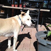 House Sitter - Short term house sitter