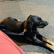 House Sitter - Happy to travel