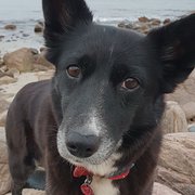 House Sitter - FULL TIME TRAVELLERS