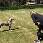 House Sitter - Trustworthy, animal-loving siblings