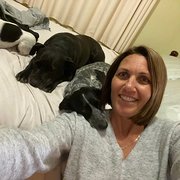 House Sitter - Lady & the Hounds