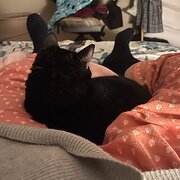 House Sitter - OlderfitNable 