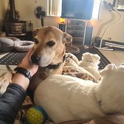 House Sitter - Animal lover