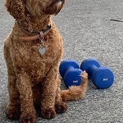 House Sitter - Love for our PETS