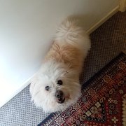 House Sitter - Edith